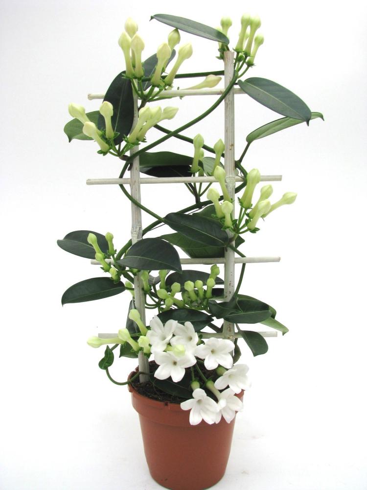 Stephanotis