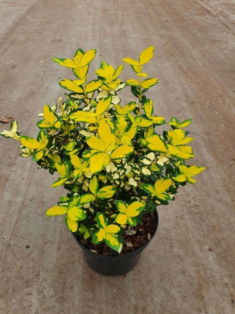 euonymus