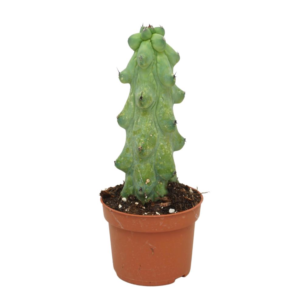 Cereus