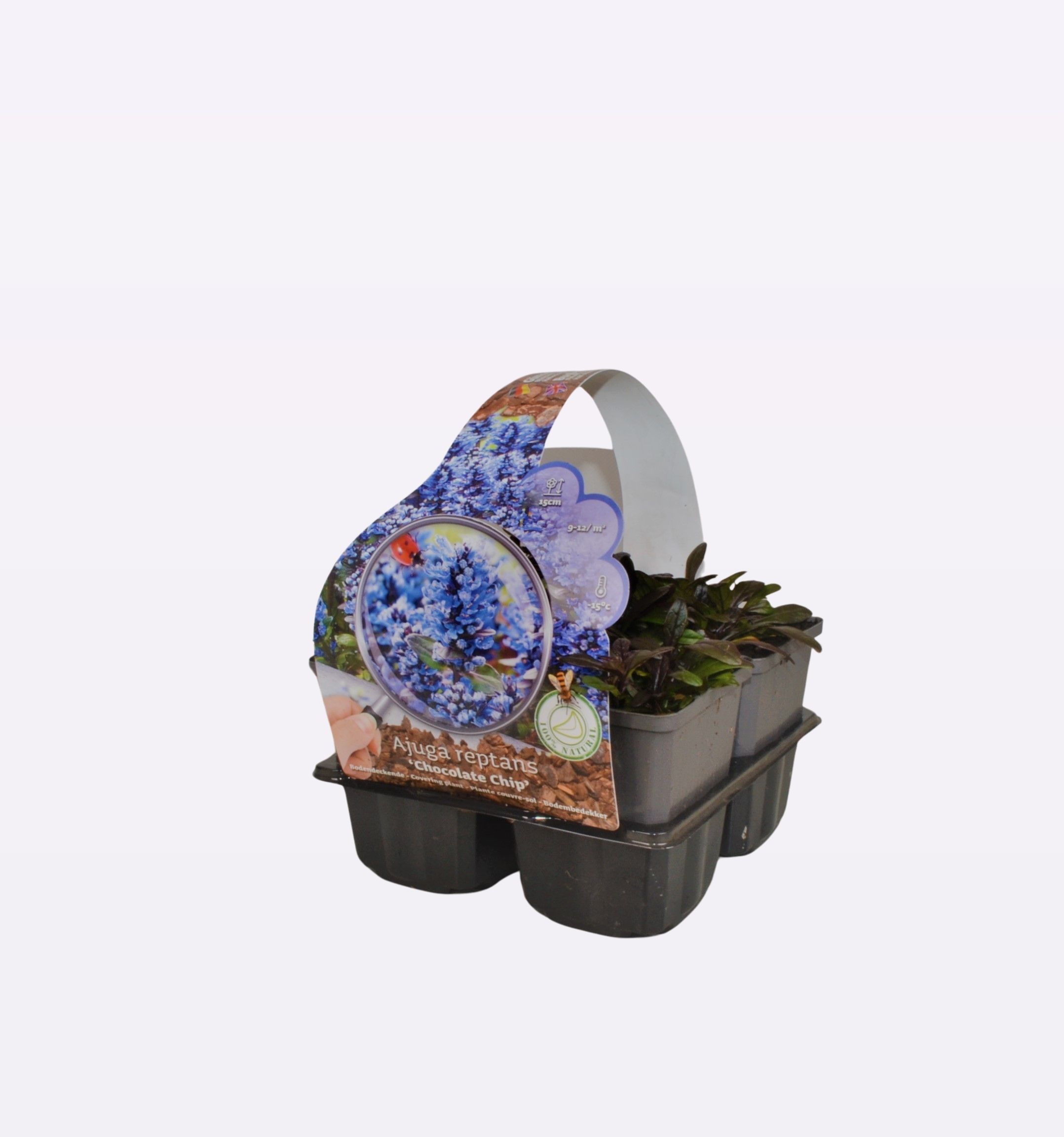 ajuga