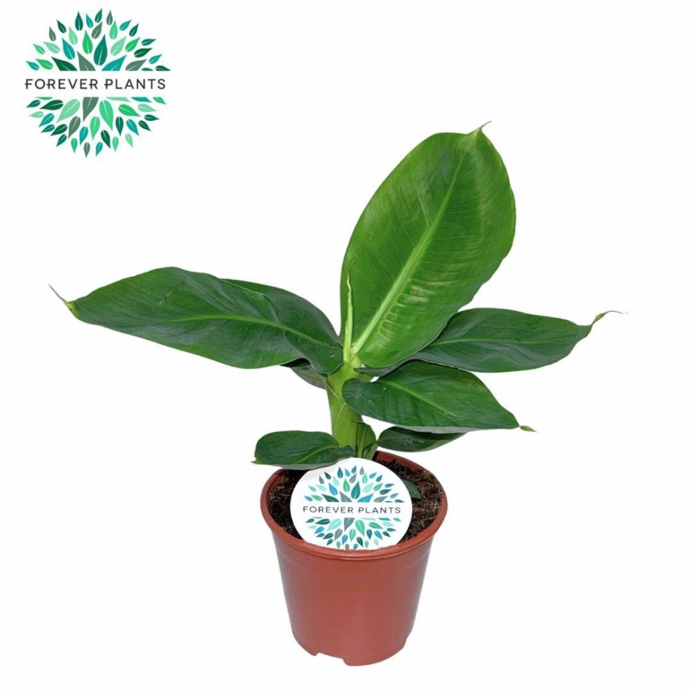 musa