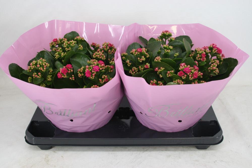 Kalanchoe