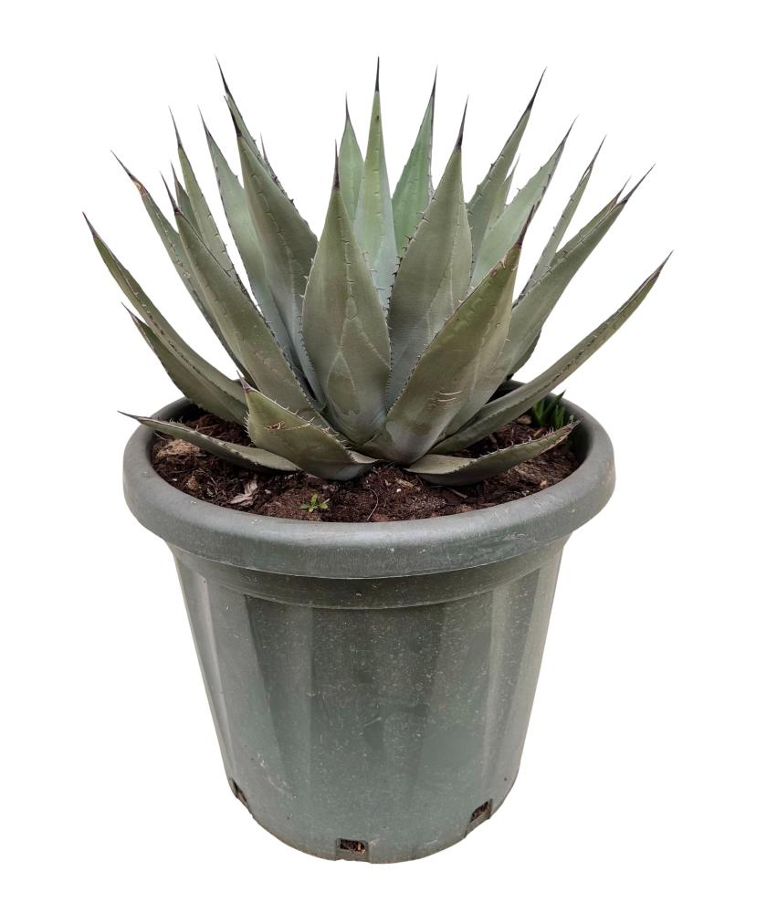 Agave
