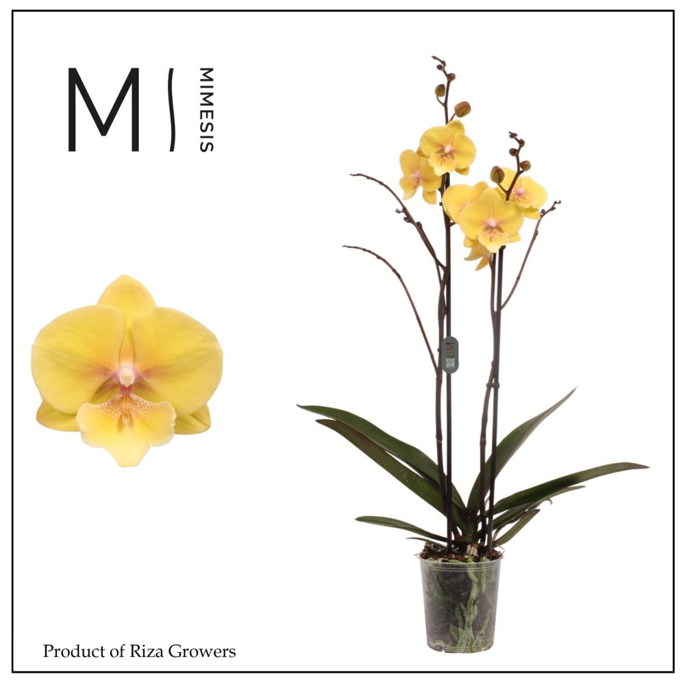 Phalaenopsis