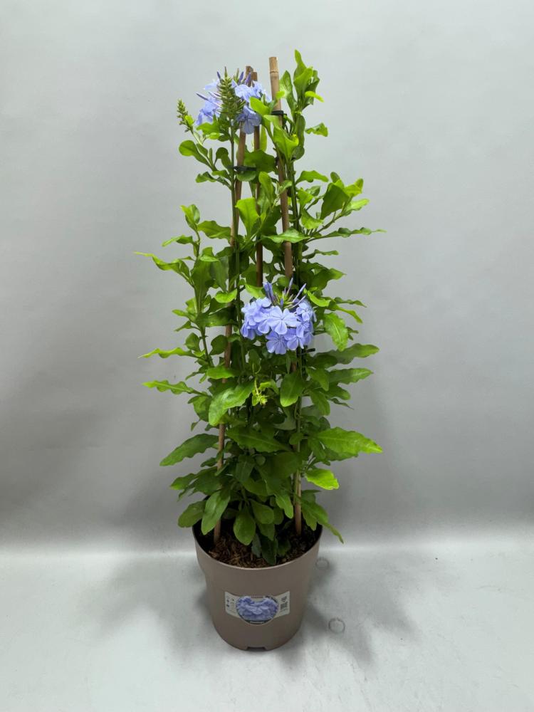 Plumbago