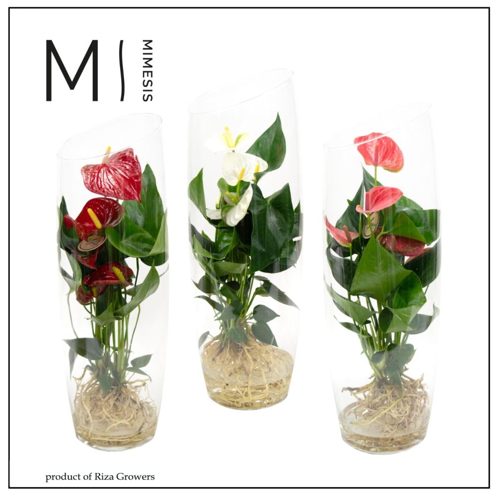 Anthurium