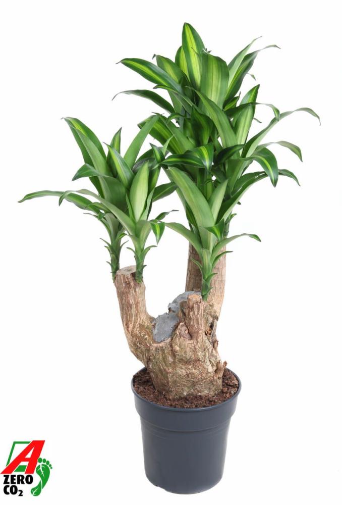 Dracaena