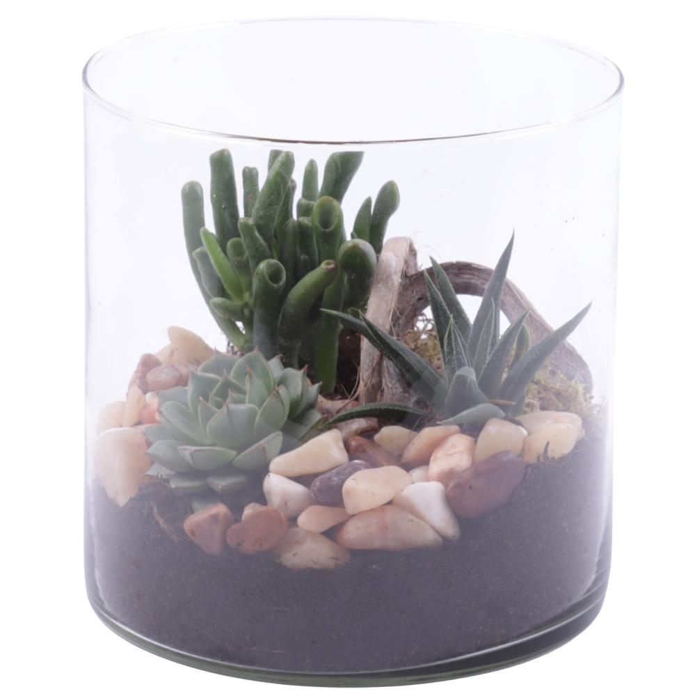 succulentes