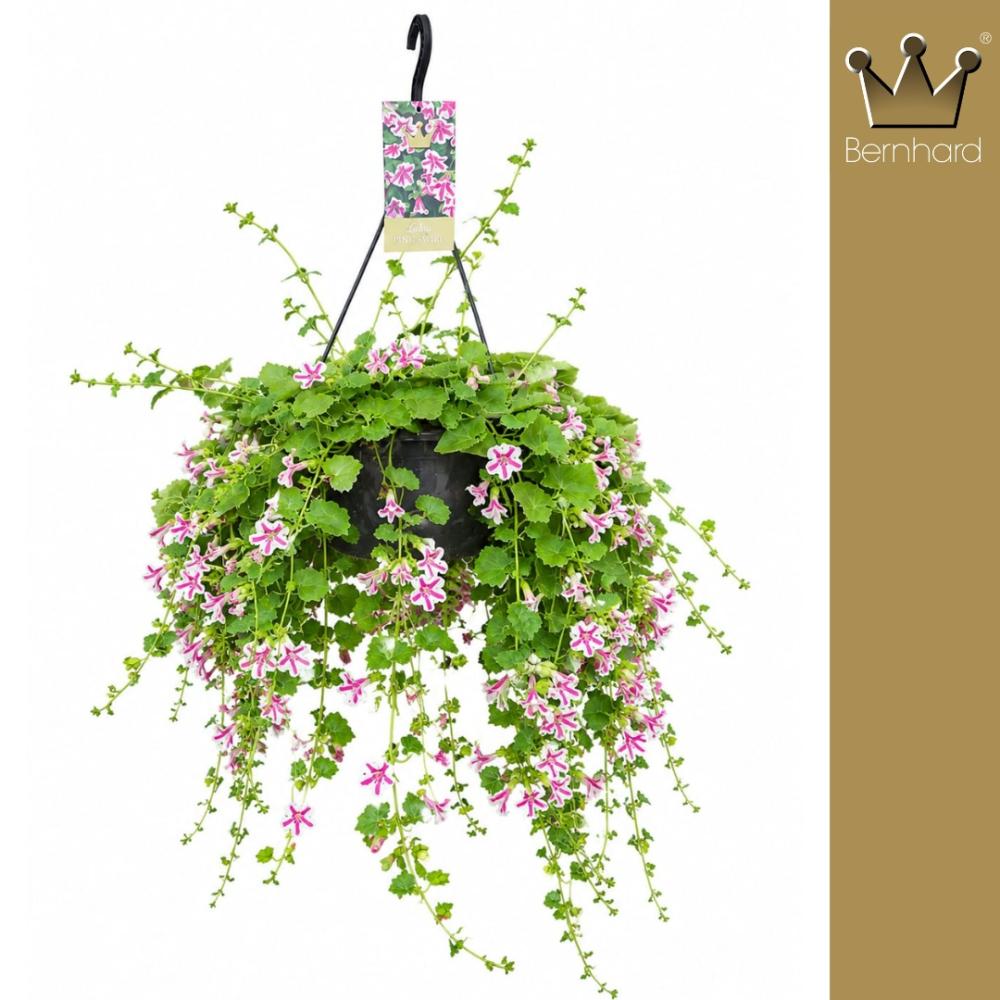 Lophospermum
