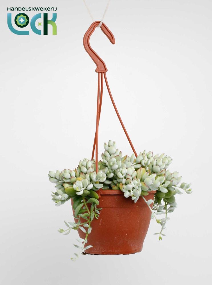 cotyledon