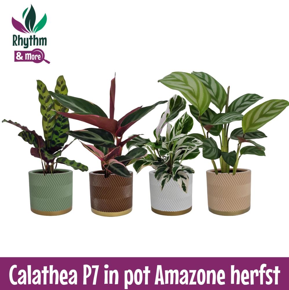 calathea
