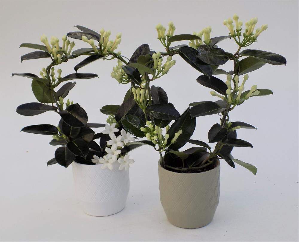 Stephanotis