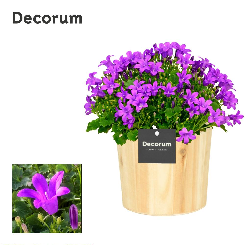 campanula