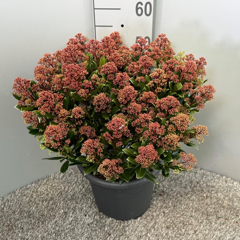 Skimmia