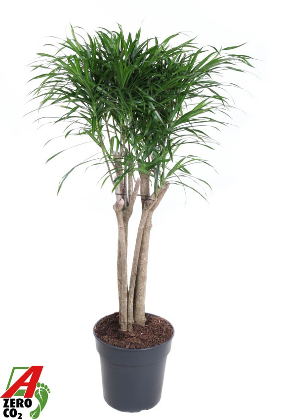 Dracaena