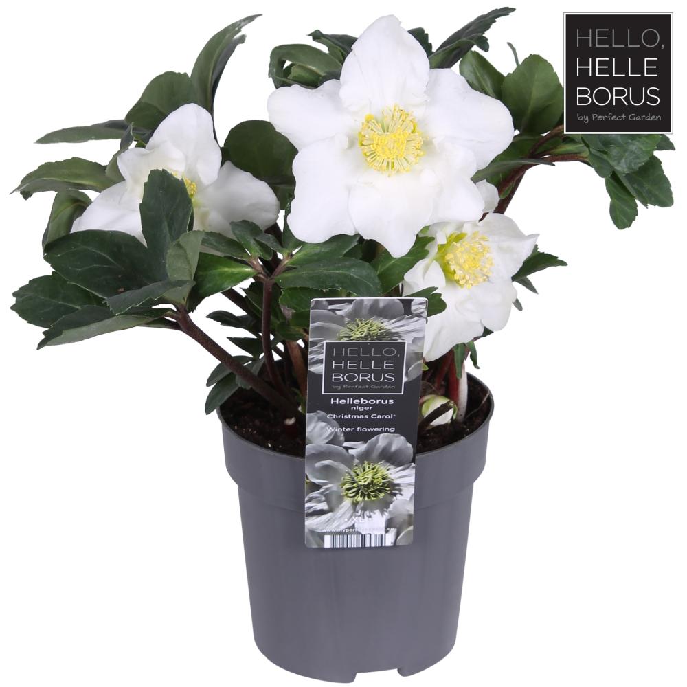 Helleborus