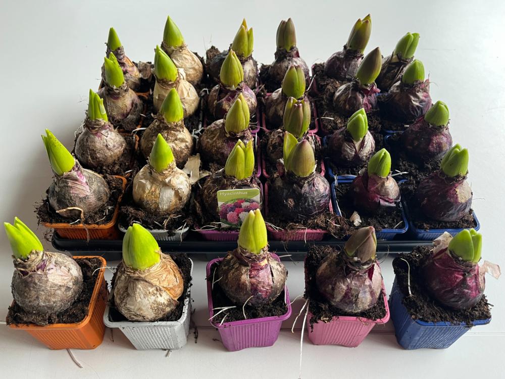 Hyacinthus