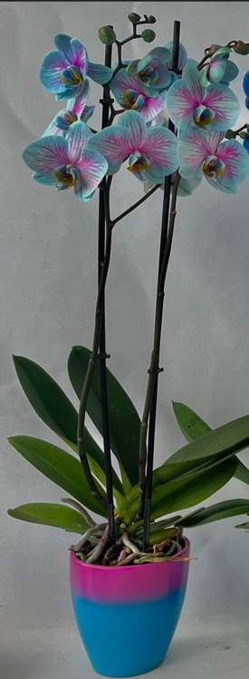 Phalaenopsis