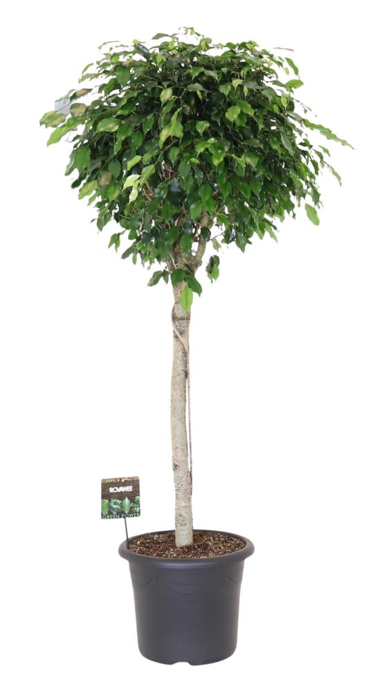 Ficus