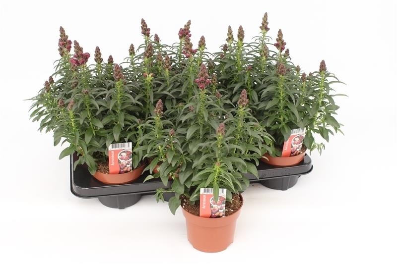 Antirrhinum