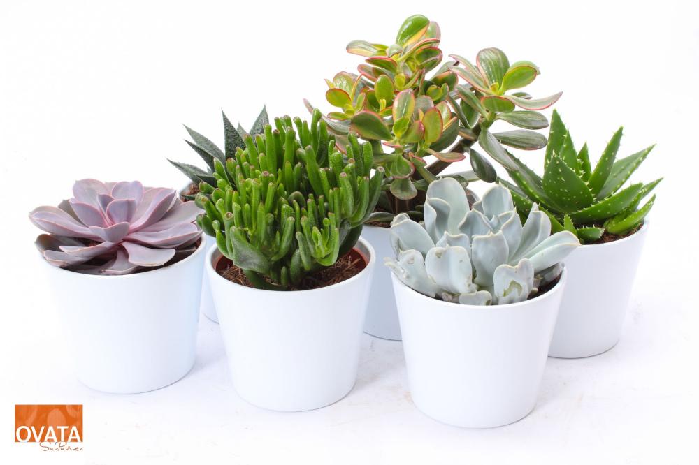 Succulentes