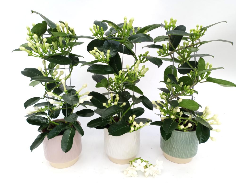 Stephanotis