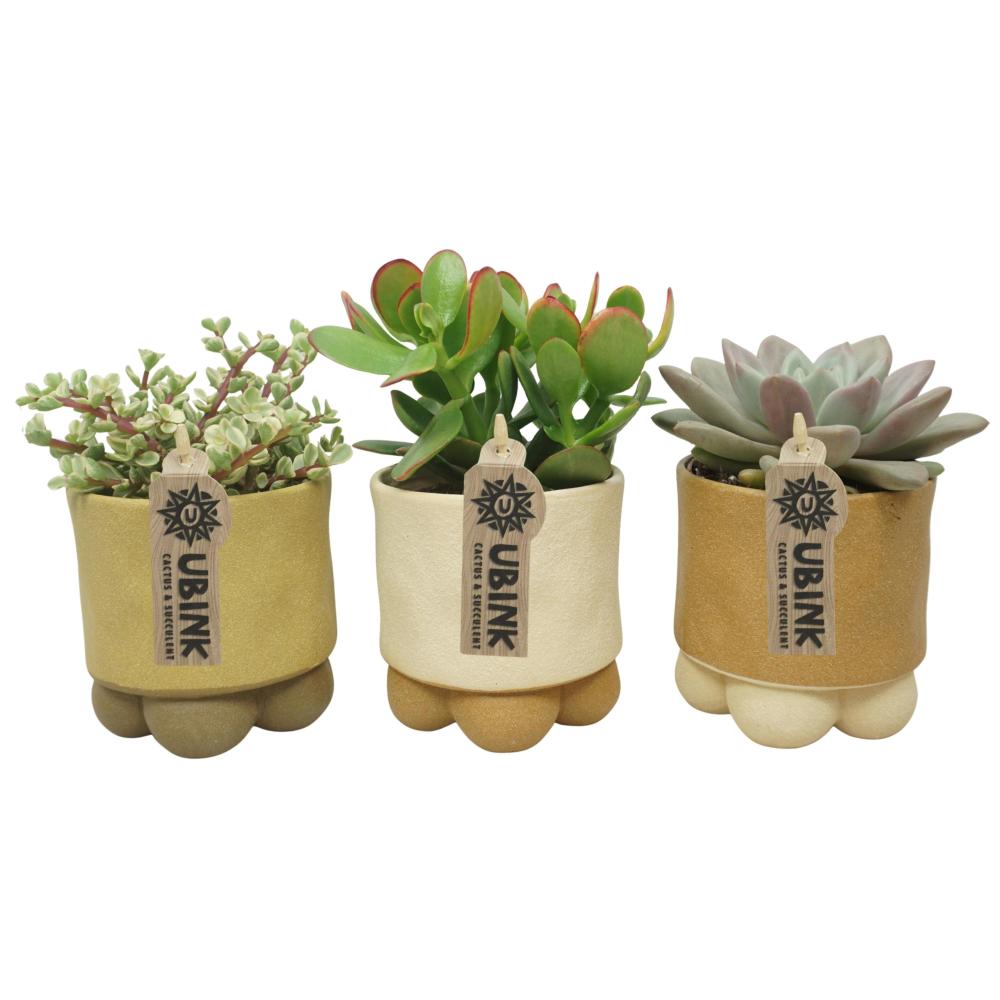succulentes