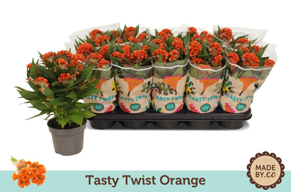 celosia