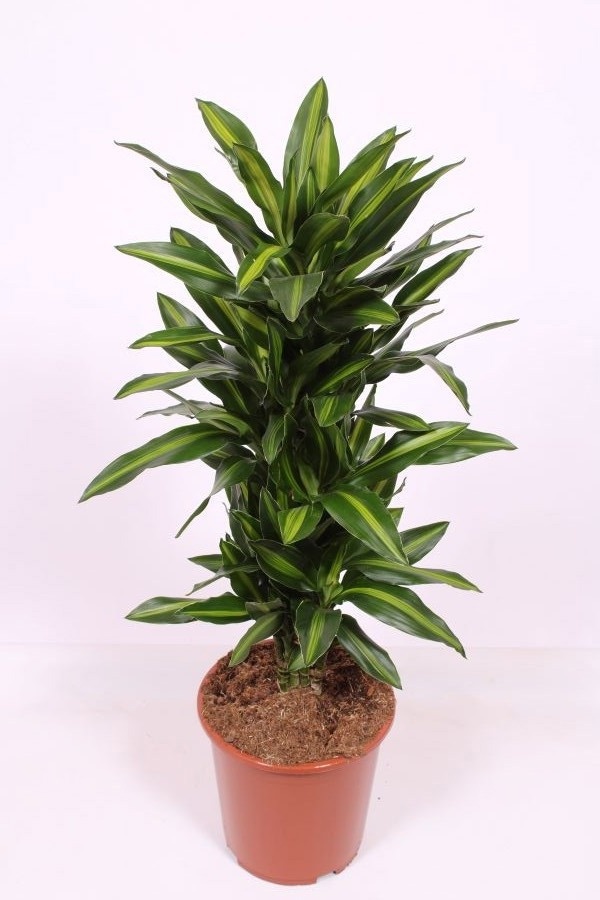 Dracaena