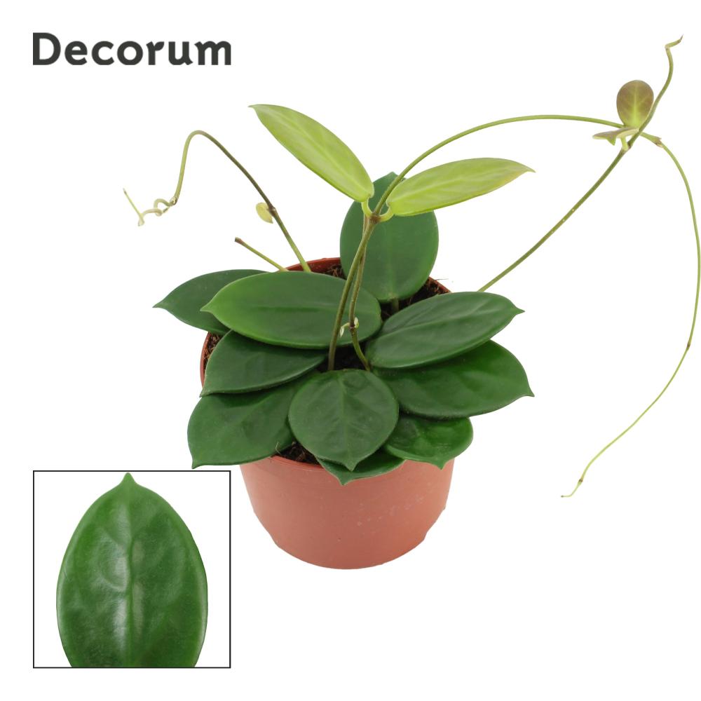 Hoya