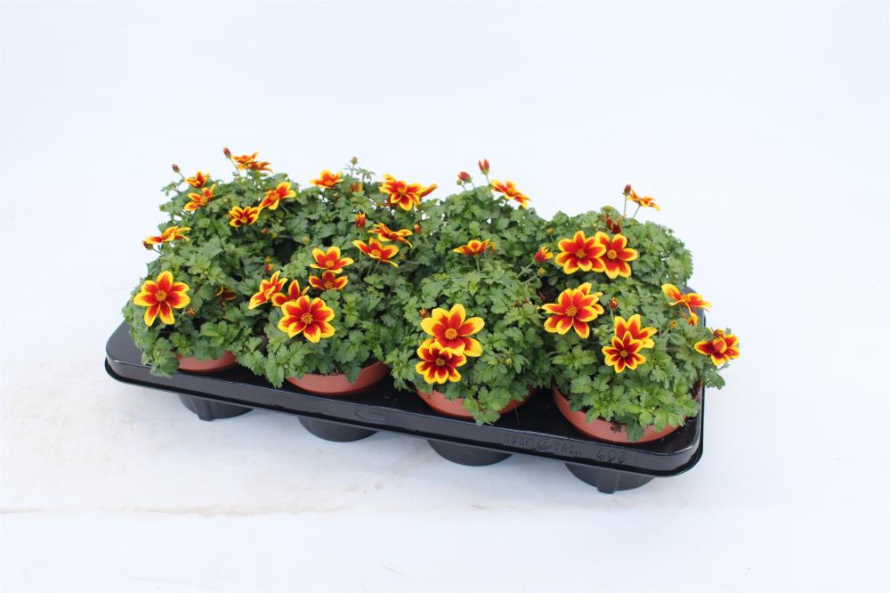 Bidens