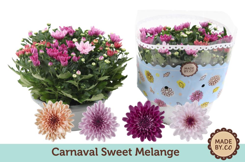 Chrysanthemum