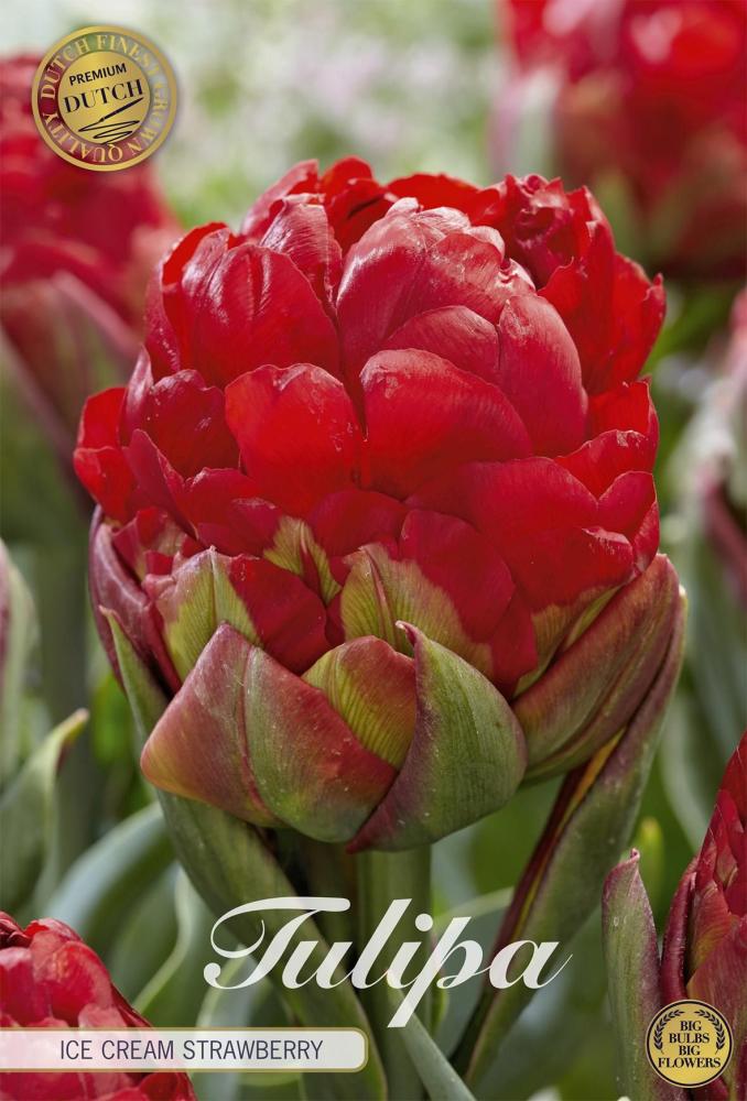 tulipa