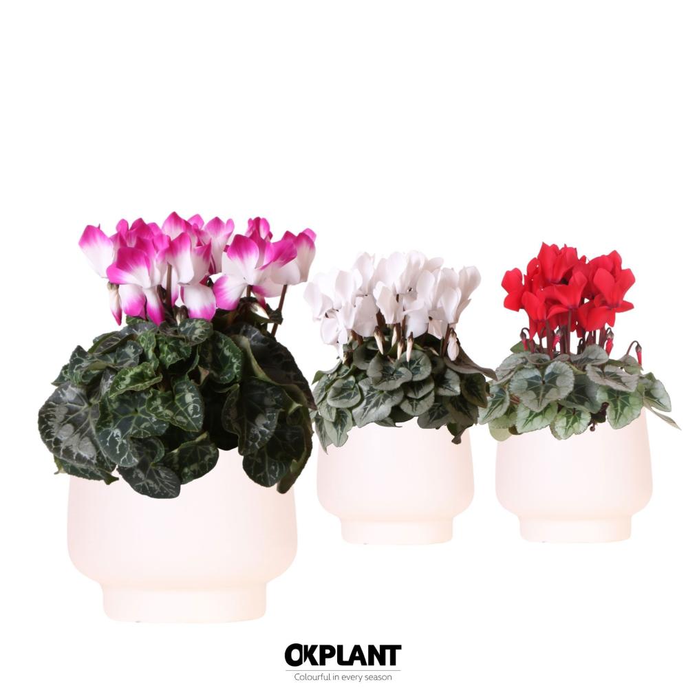 Cyclamen