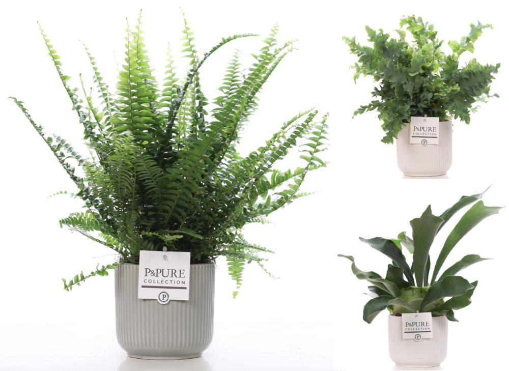 Fougères mix