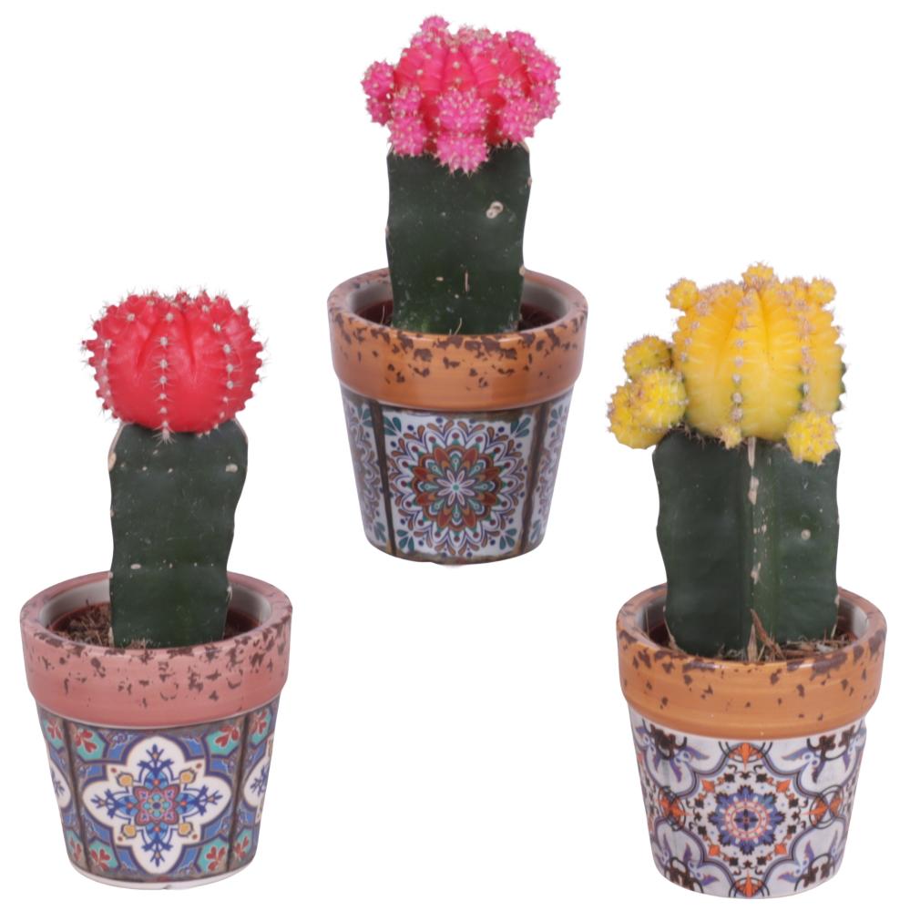 Cactus