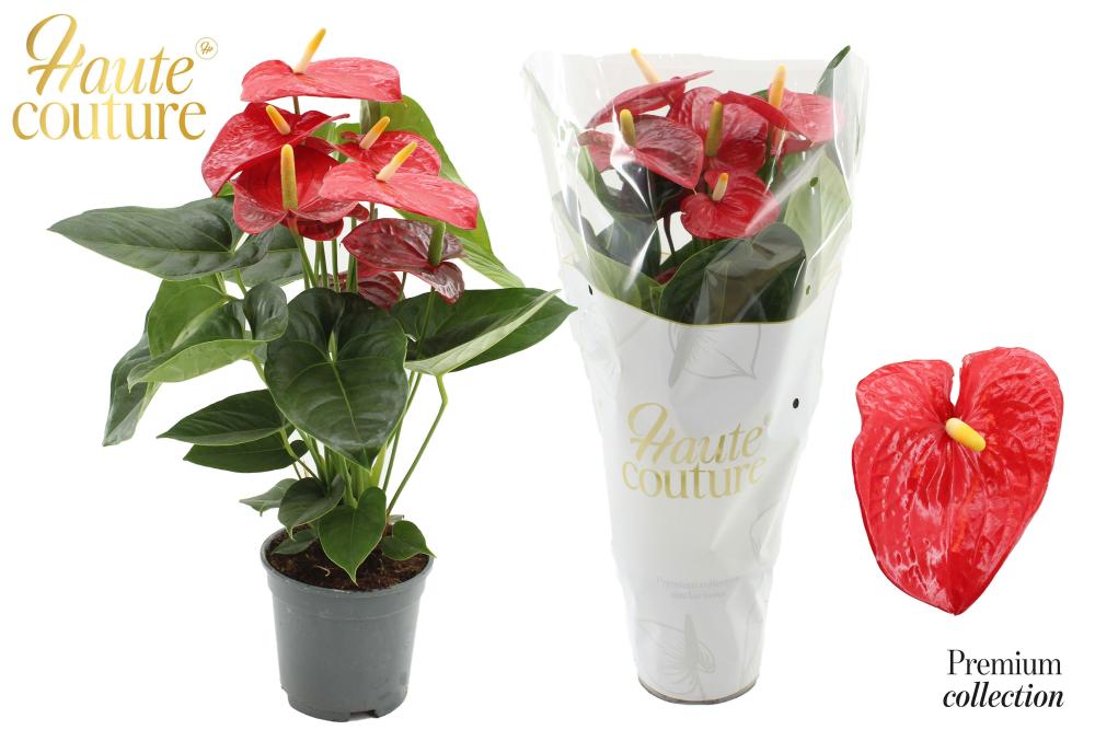 Anthurium