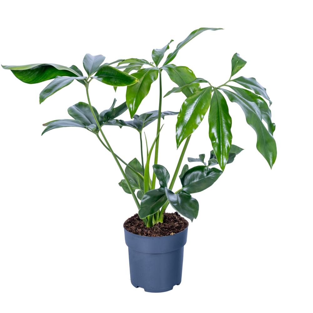 Philodendron