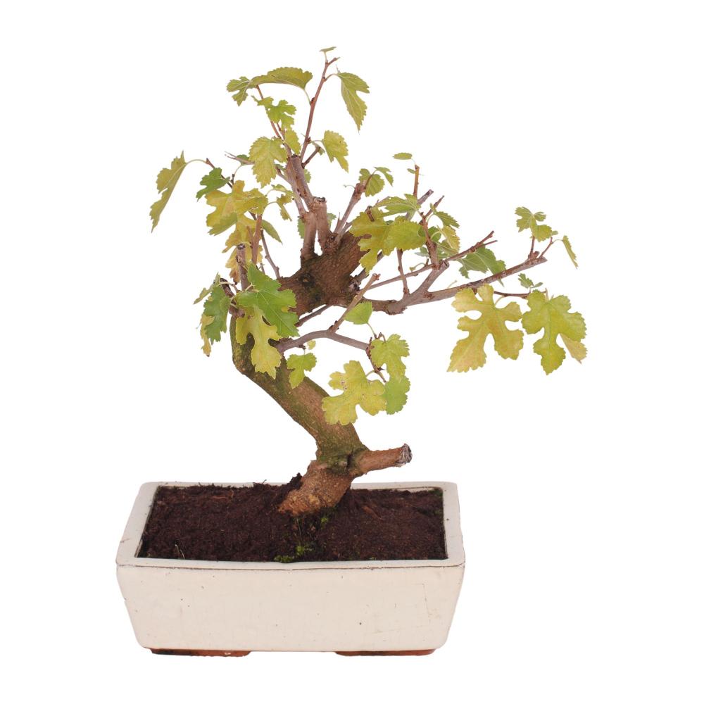 bonsai
