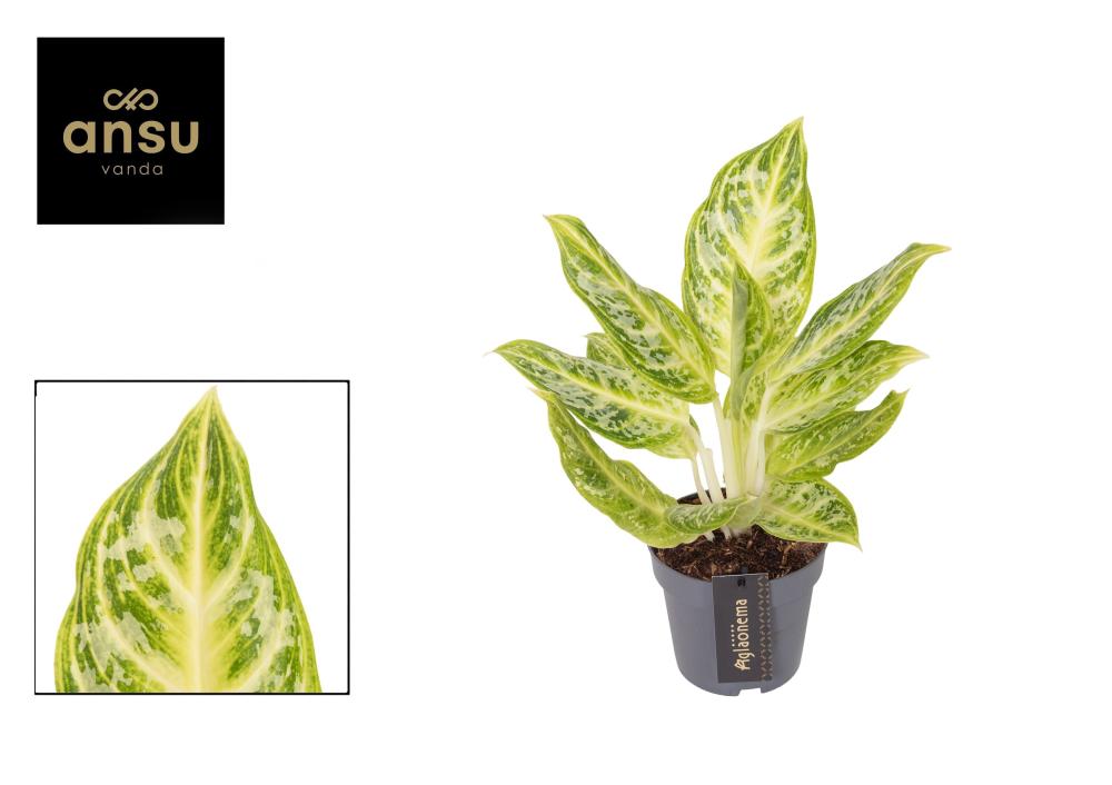 aglaonema