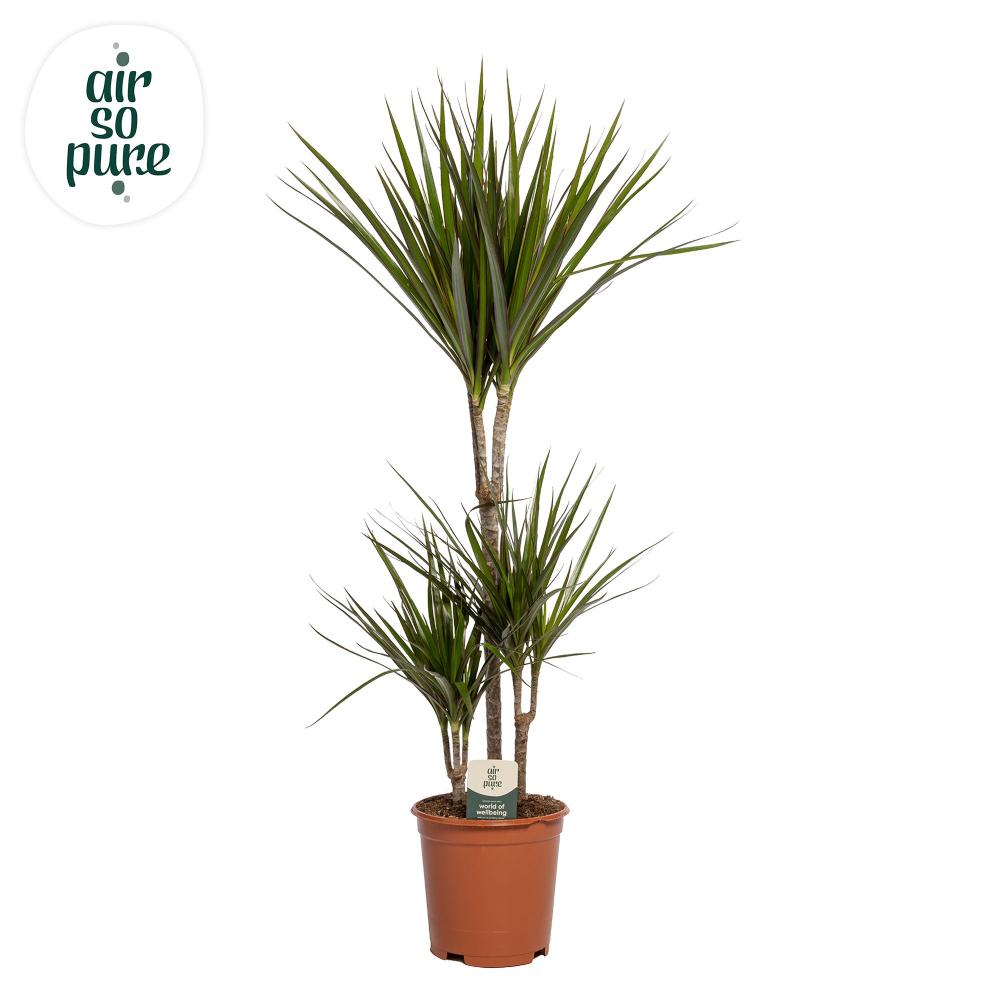 Dracaena