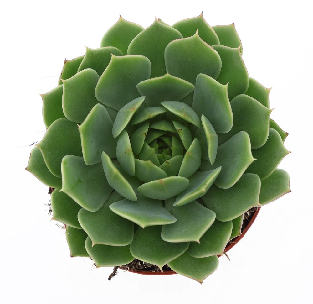 echeveria