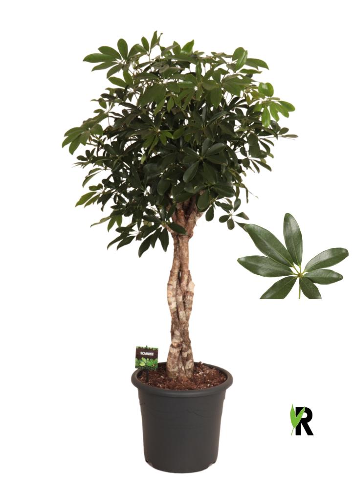 Schefflera