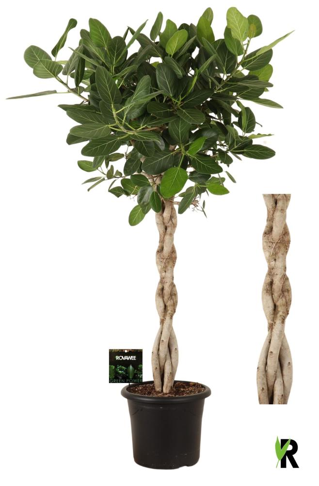 Ficus