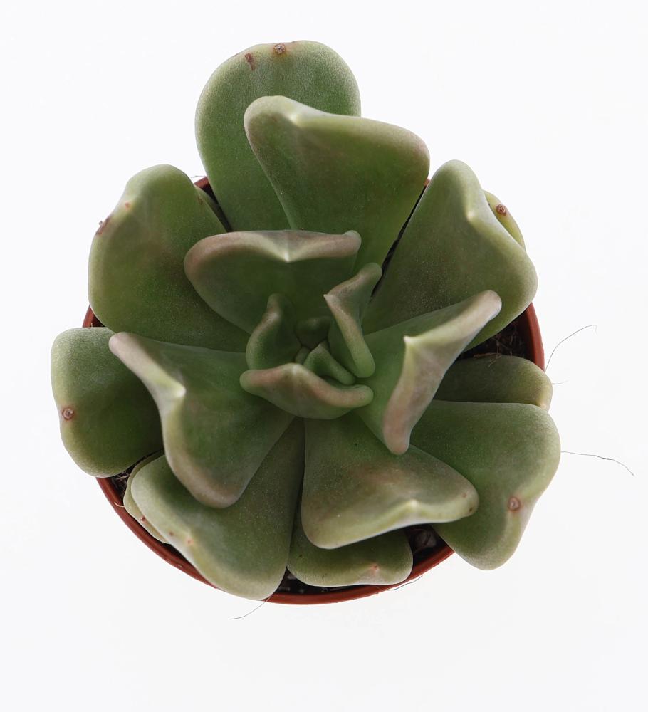 Echeveria