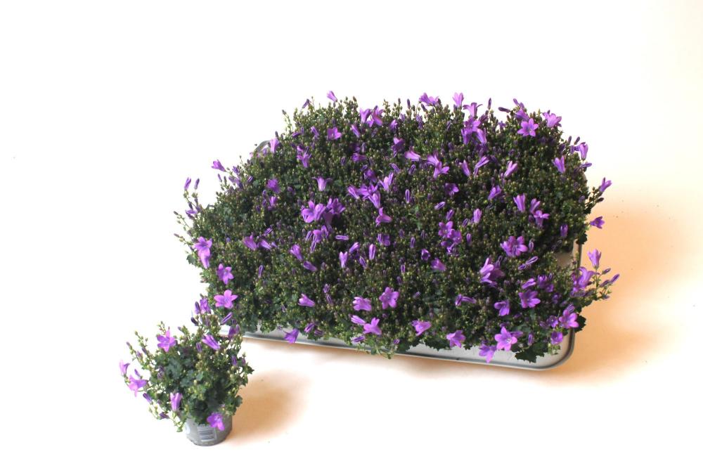 Campanula