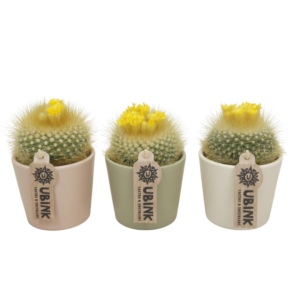 Parodia