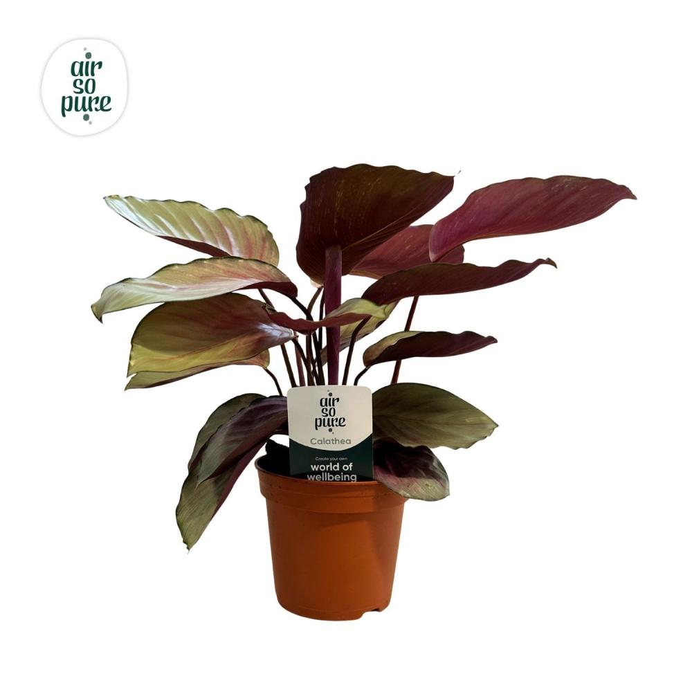Calathea