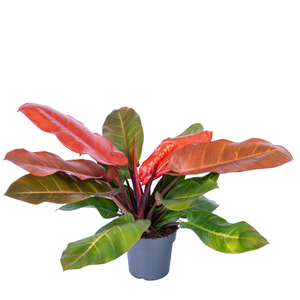 Philodendron