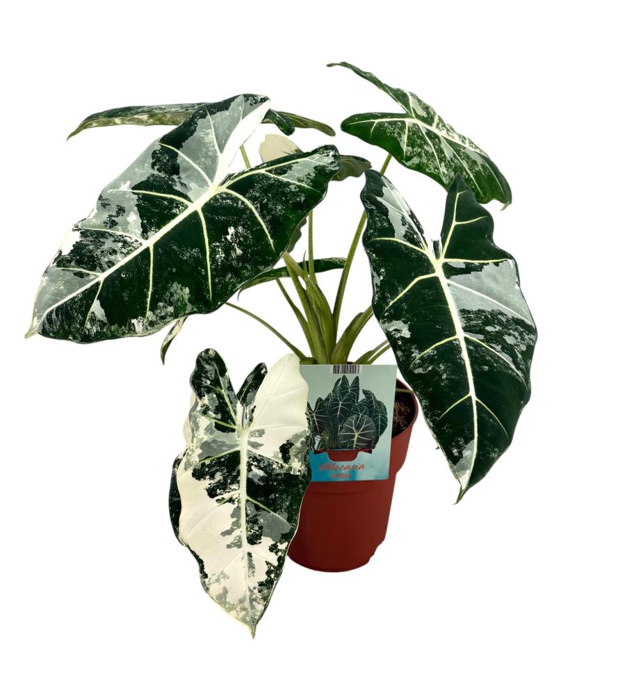 Alocasia